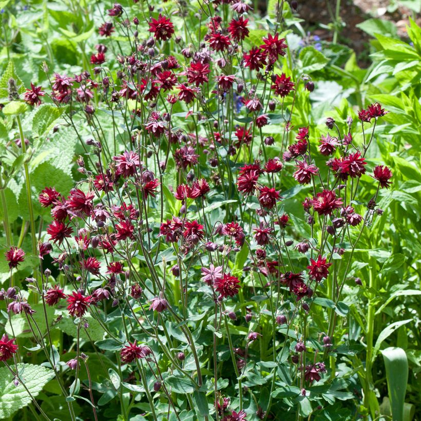 Aquilegia vulgaris Ruby Port - Columbine (Plant habit)