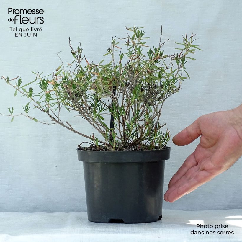Andromeda polifolia Nikko 2L/3L potShipped height around 20/25cm sample as delivered in summer