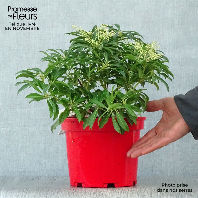 Andromède du Japon - Pieris Forest Flame en pot de 2L/3L sample as delivered in autumn