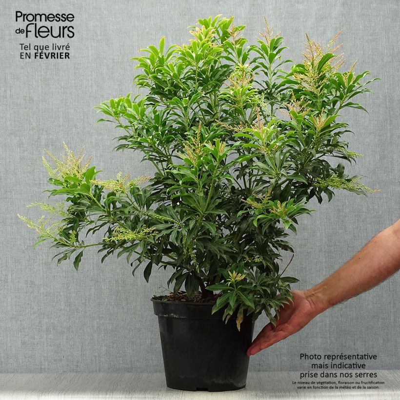 Andromède du Japon - Pieris Forest Flame en pot de 6L/7L. sample as delivered in autumn