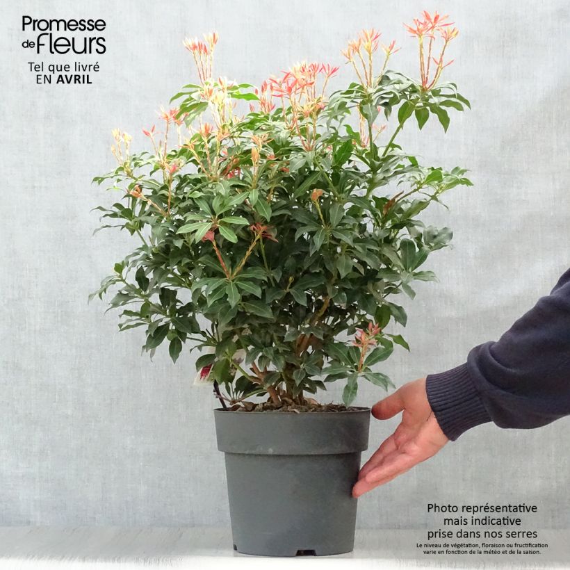 Pieris japonica Mountain Fire - Japanese Andromeda sample as delivered in spring