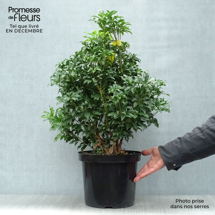 Andromède du Japon, Pieris Japonica Mountain Fire en pot de 7,5L/10L sample as delivered in winter