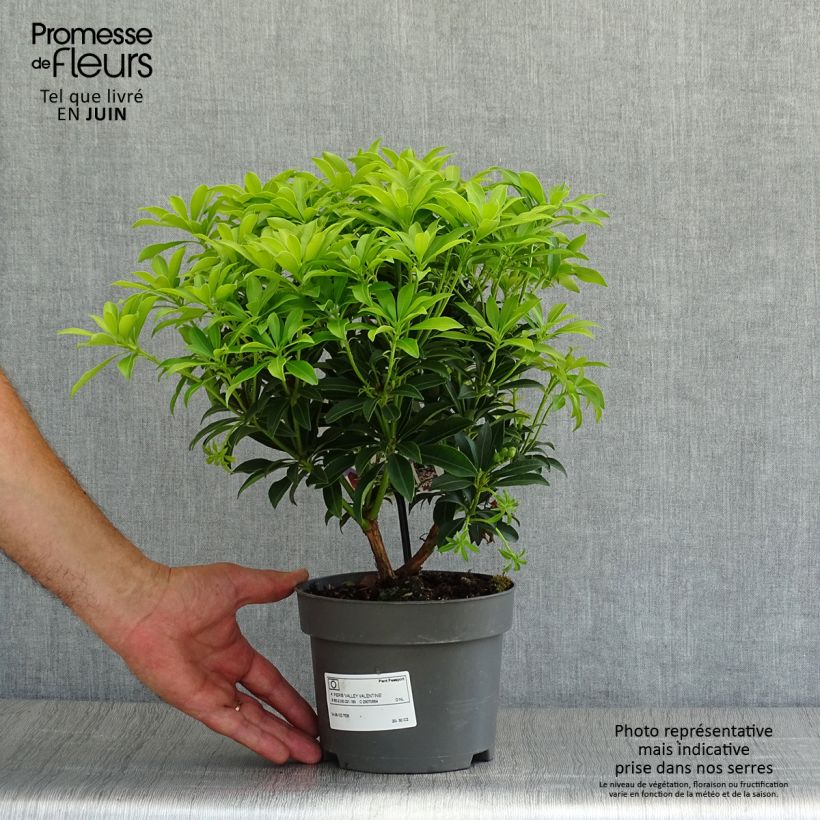 Japanese Andromeda - Pieris Japonica Valley Valentine 2L/3L pot sample as delivered in summer
