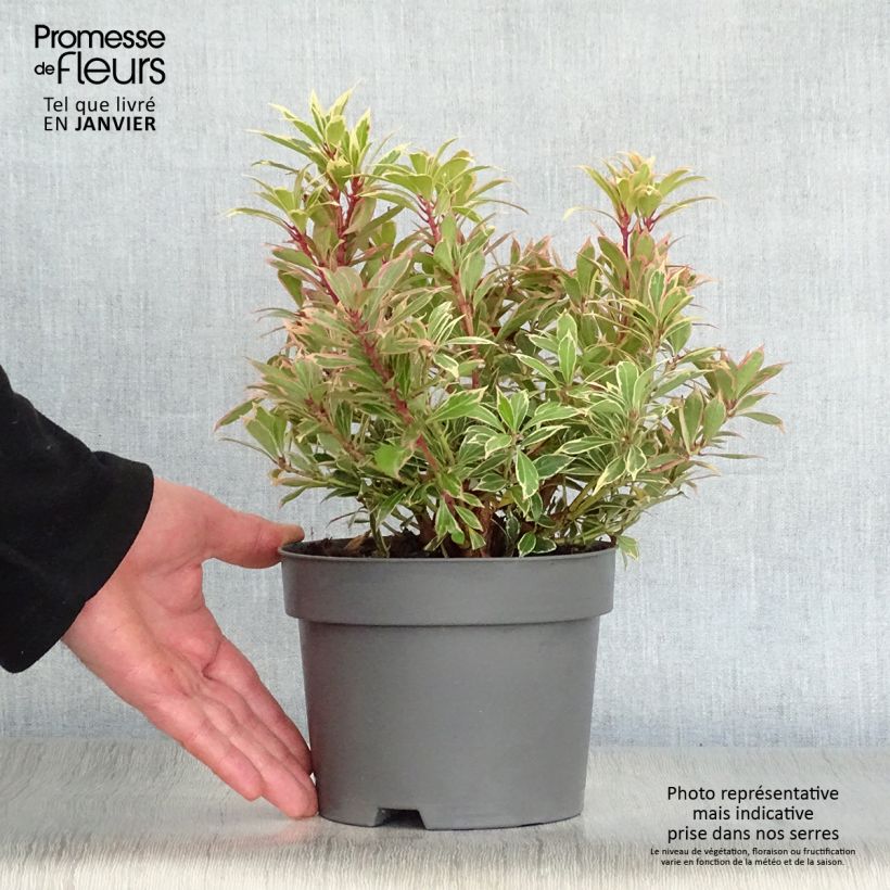 Andromède du Japon - Pieris japonica Carnaval Pot de 2L/3L sample as delivered in winter