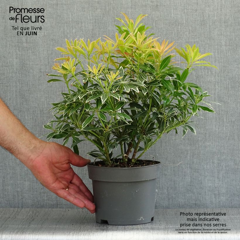 Pieris japonica Flaming Silver - Japanese Andromeda 2L/3L pot sample as delivered in summer