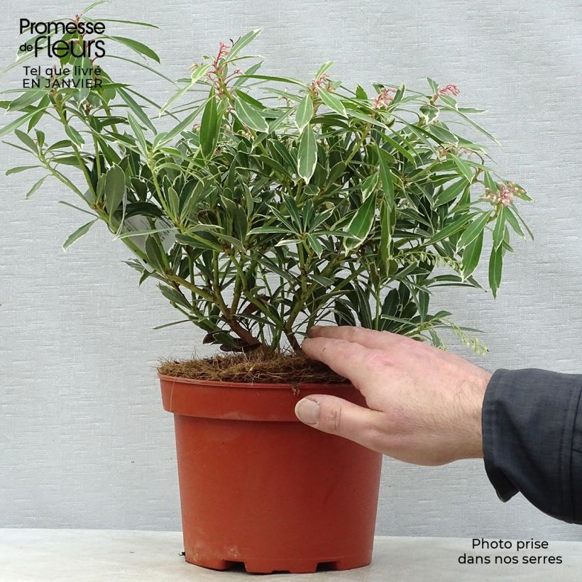 Andromède du Japon - Pieris japonica Flaming Silver en pot de 4L/5L sample as delivered in winter