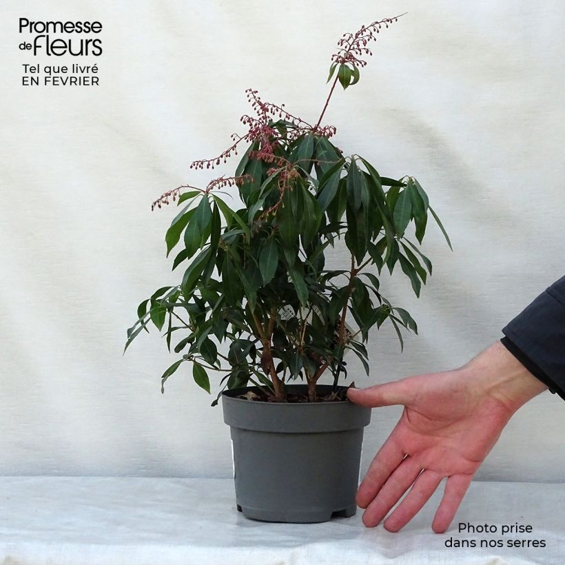 Andromède du Japon - Pieris japonica Katsura en pot de 2L/3L sample as delivered in winter