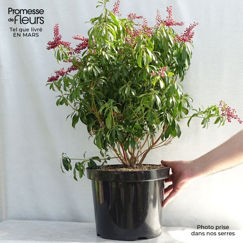 Pieris japonica Passion - Japanese Andromeda sample as delivered in spring