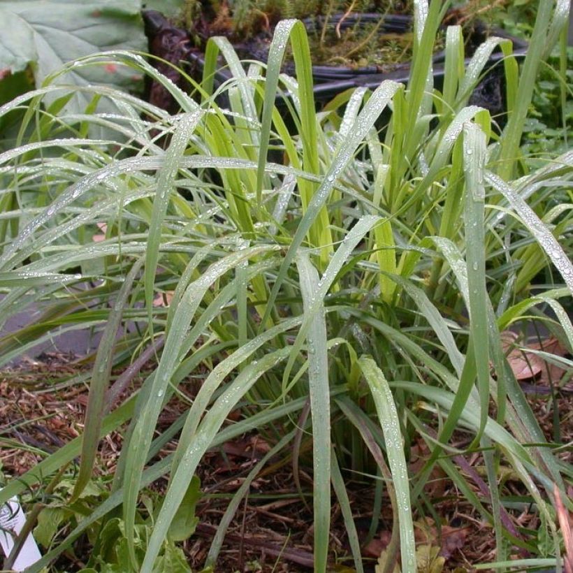 Madagascan Lemongrass plants - Cymbopogon citratus (Foliage)