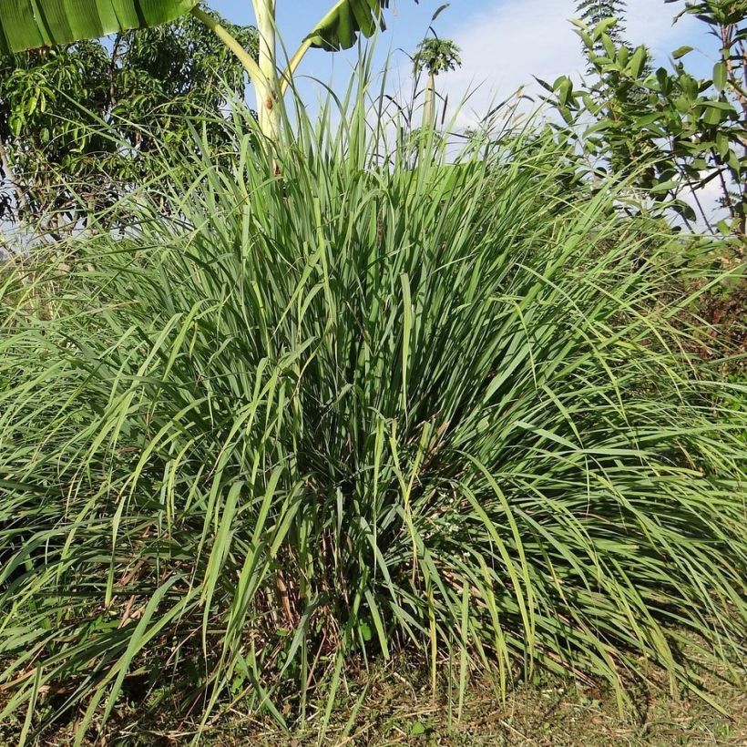 Madagascan Lemongrass plants - Cymbopogon citratus (Plant habit)