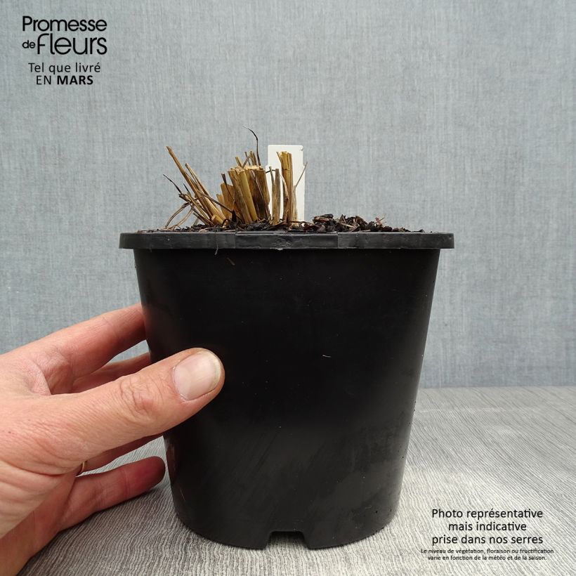 Andropogon gerardii Blackhawks - pot de 2L/3L sample as delivered in spring
