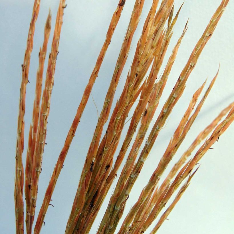 Andropogon gerardii Prairie Sommer (Flowering)