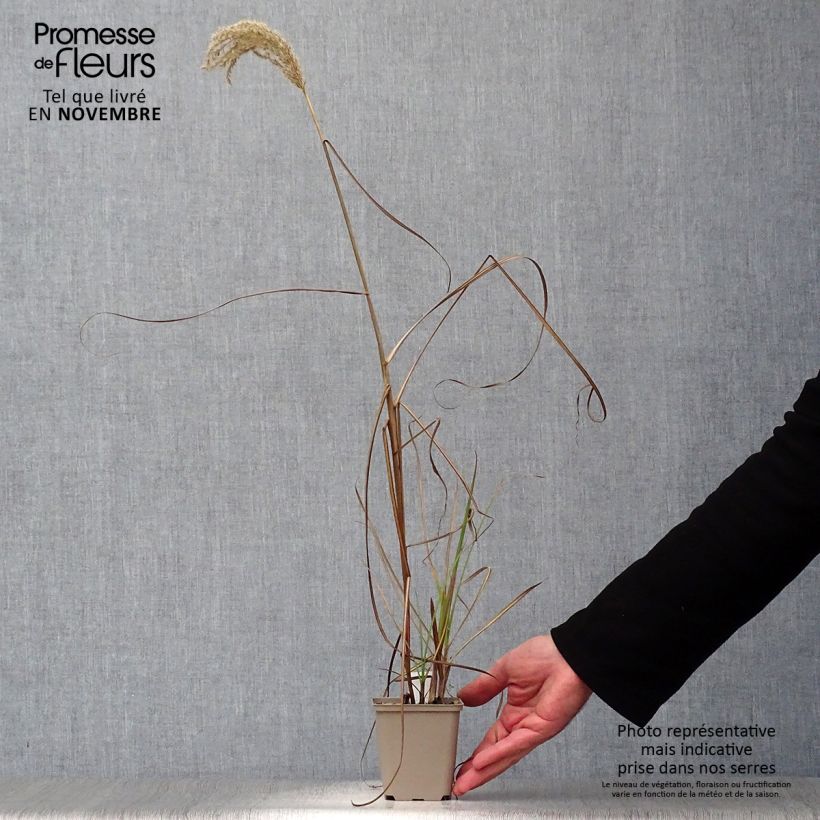 Andropogon gerardii Prairie Sommer en godet de 9 cm sample as delivered in autumn