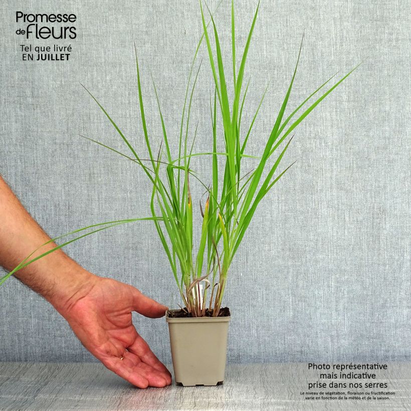 Andropogon hallii Purple Konza 8/9 cm pot sample as delivered in summer