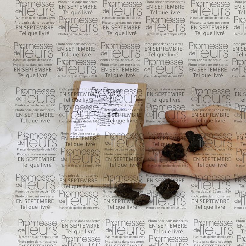 Example of Anemone blanda Charmer specimen as delivered