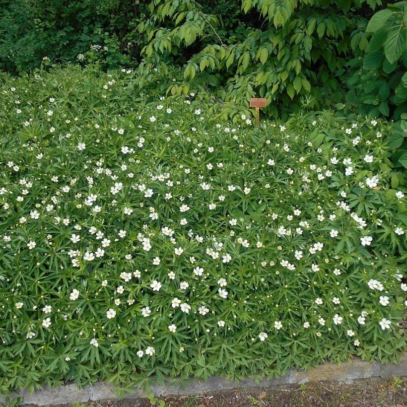 Anemone canadensis (Plant habit)