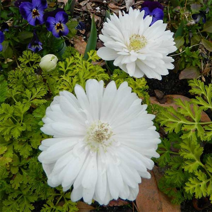 Anemone coronaria Mount Everest (Flowering)