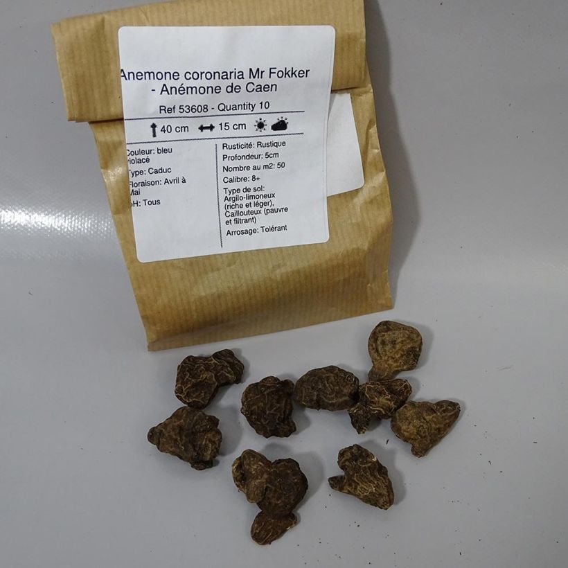 Example of Anemone coronaria Mr Fokker specimen as delivered