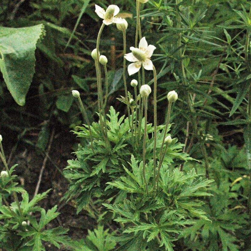 Anemone cylindrica (Plant habit)