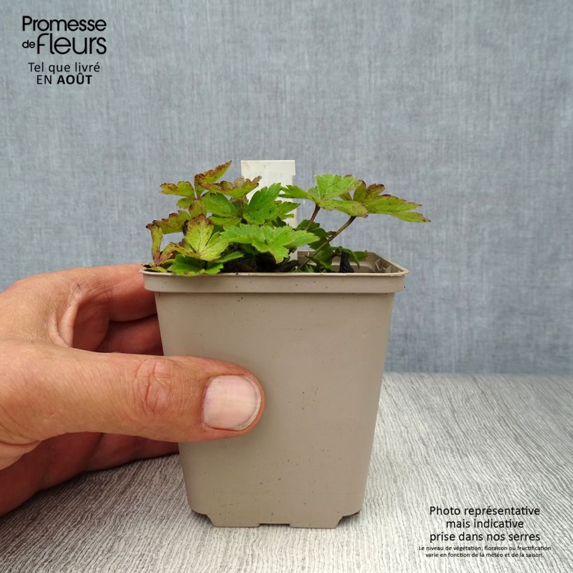 Anemone cylindrica - Anémone cylindrique Godet de 9cm sample as delivered in summer