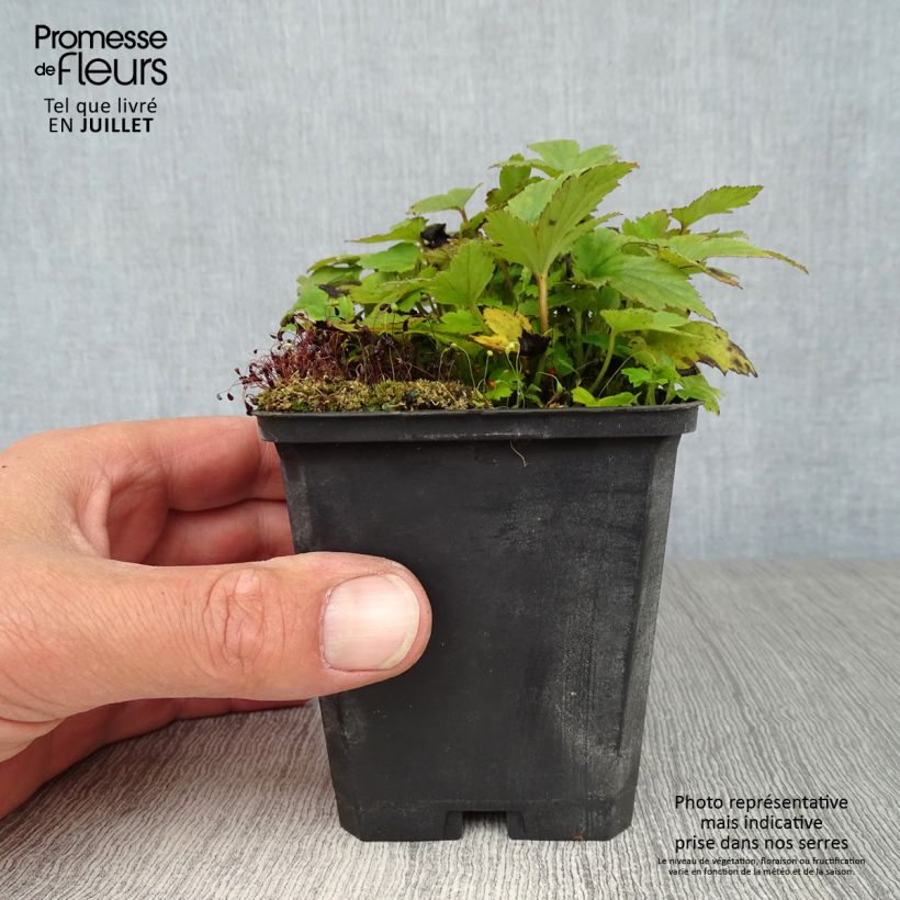 Anemone hupehensis var. japonica Pamina 8/9 cm pot sample as delivered in summer