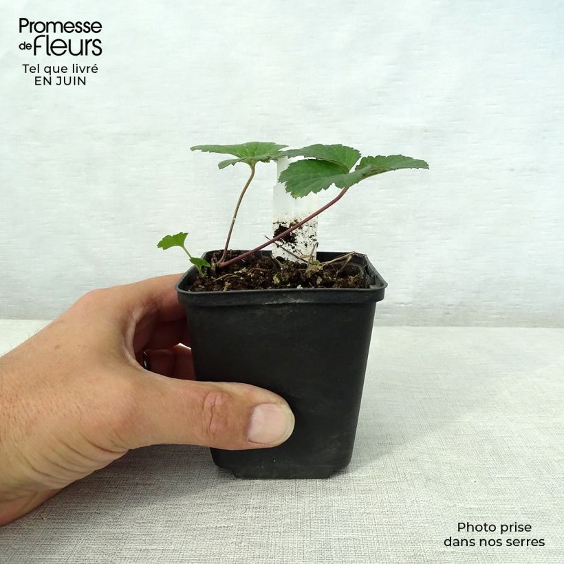 Anemone tomentosa Septemberglanz 8/9 cm pot sample as delivered in summer