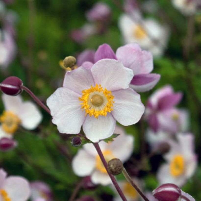Anemone hybrida Hadspen Abundance (Flowering)