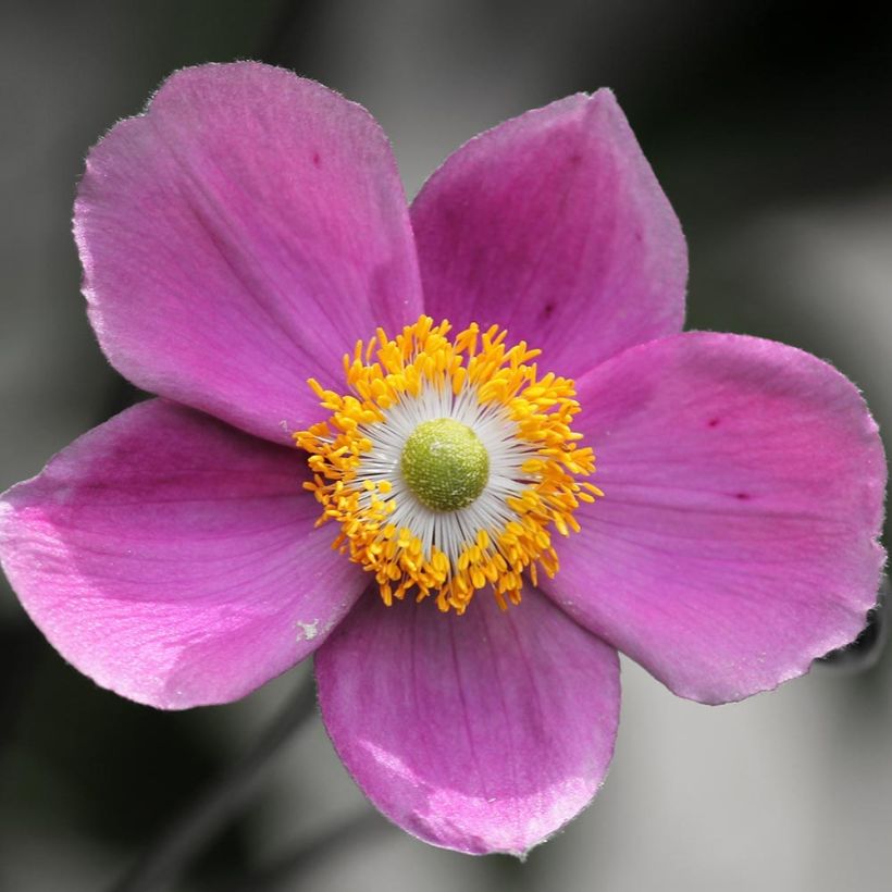 Anemone hupehensis Praecox (Flowering)