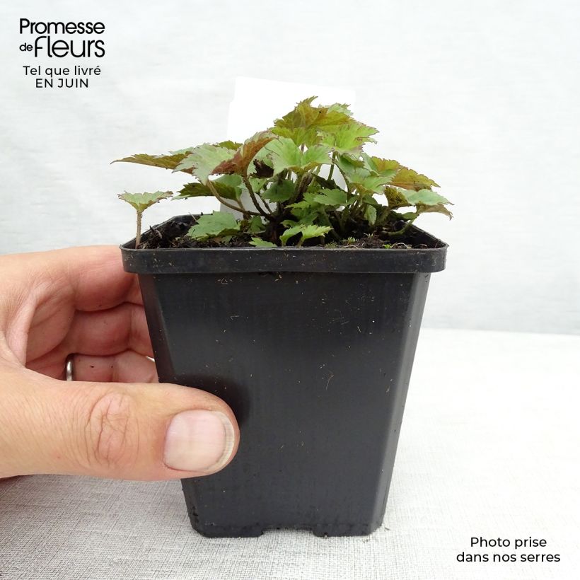 Anemone hupehensis Praecox Godet de 8/9 cm sample as delivered in summer