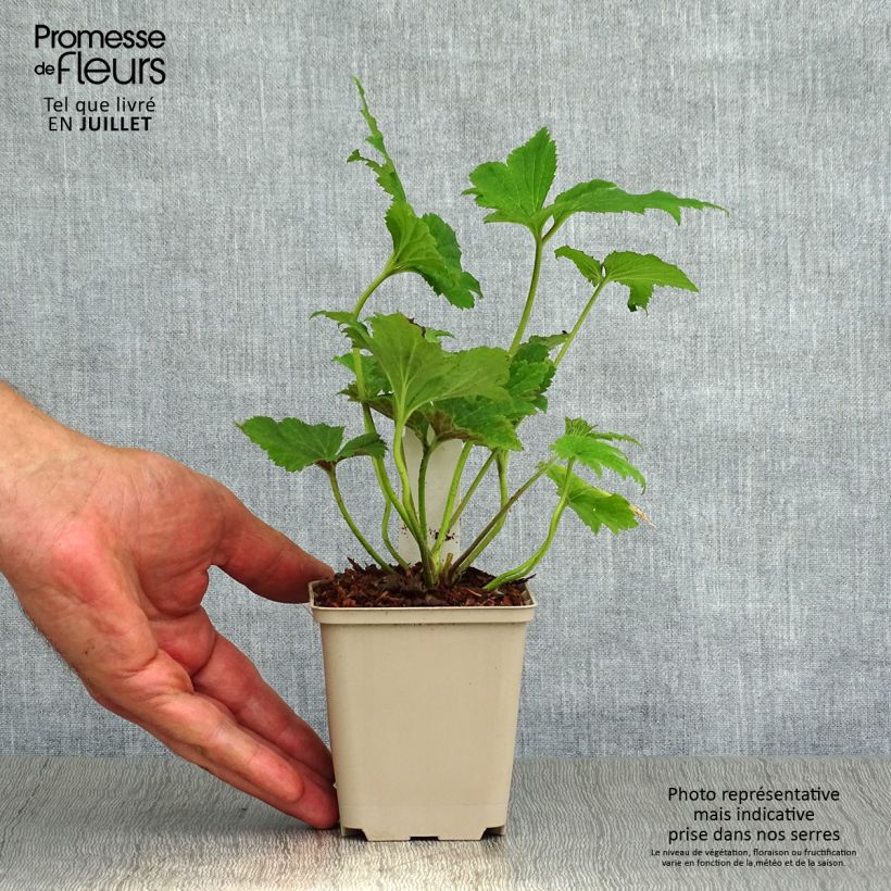 Anemone hybrida Tiki Sensation 8/9 cm pot sample as delivered in summer