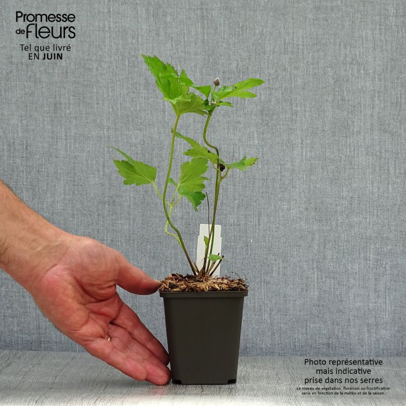 Anemone hybrida Hadspen Abundance 8/9 cm pot sample as delivered in summer