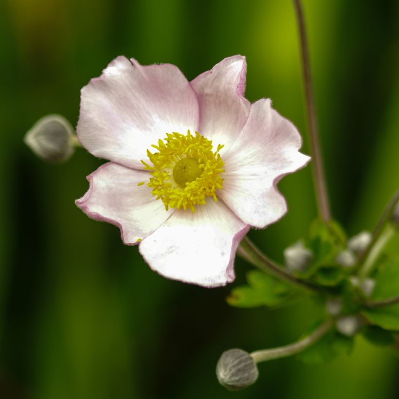 Anemone tomentosa Robustissima (Flowering)