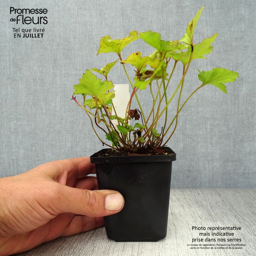Anemone hybrida Rosenschale 8/9 cm pot sample as delivered in summer