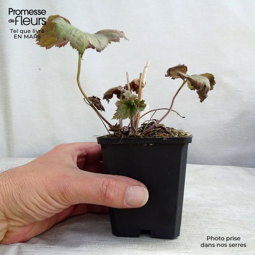 Anemone hybrida Rosenschale sample as delivered in spring