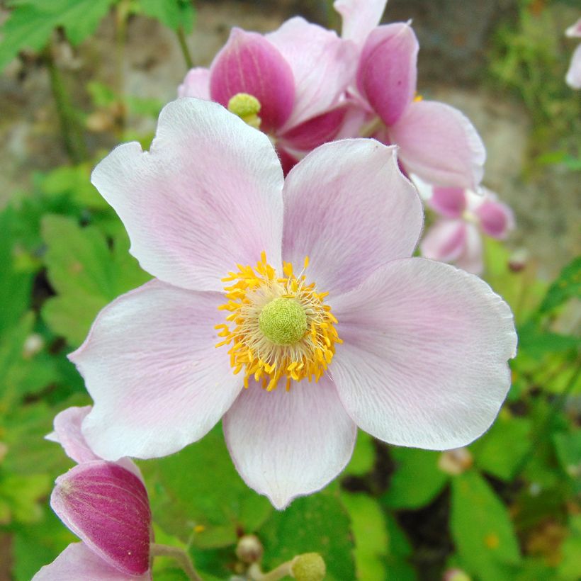Anemone hupehensis September Charm (Flowering)