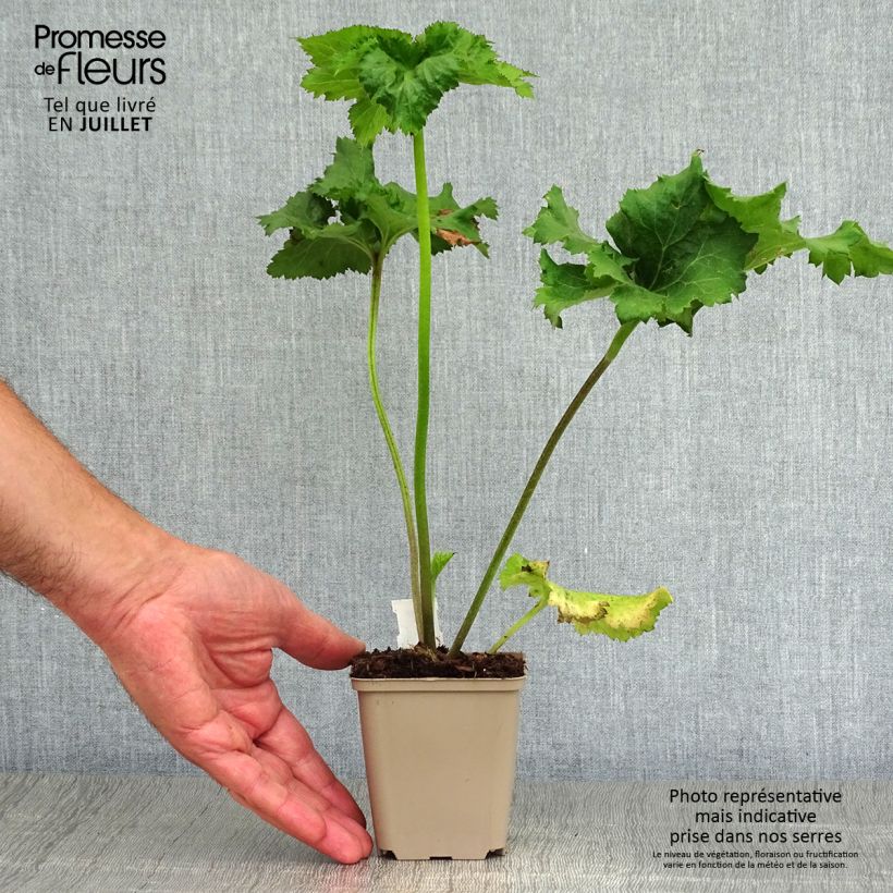 Anemone hybrida Serenade 8/9 cm pot sample as delivered in summer