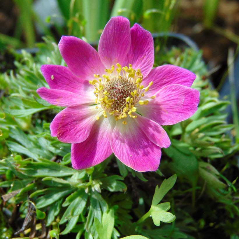 Anemone multifida Rubra (Flowering)