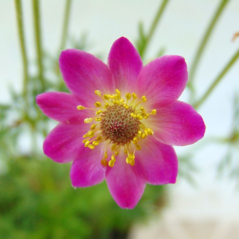 Anemone multifida Rubra (Flowering)