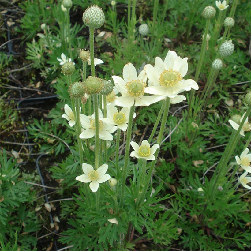 Anemone multifida Major (Flowering)
