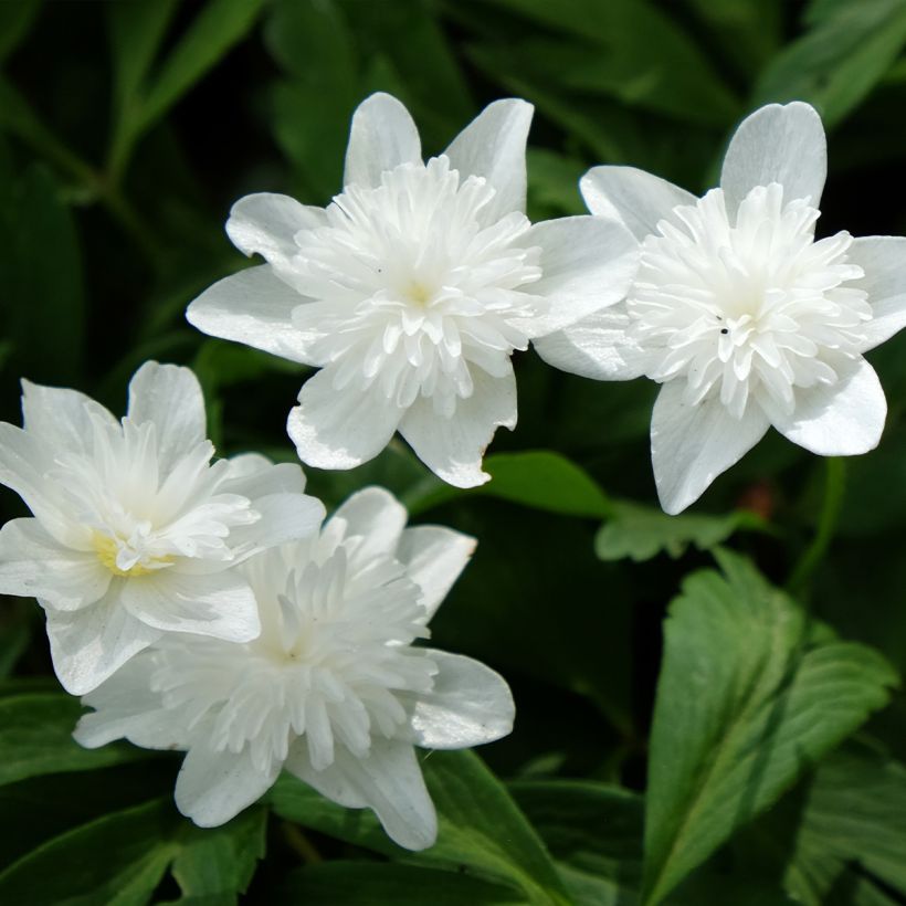 Anemone nemorosa Vestal (Flowering)