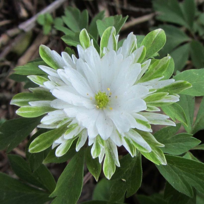 Anemone nemorosa Bracteata Plena (Flowering)