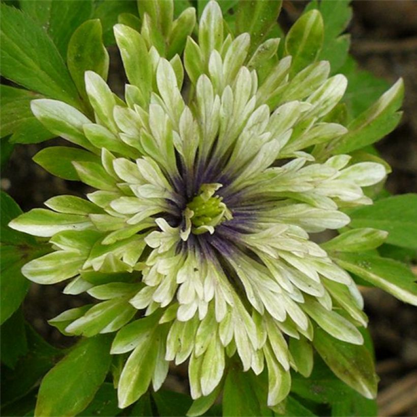 Anemone nemorosa Virescens - Wood Anemone (Flowering)