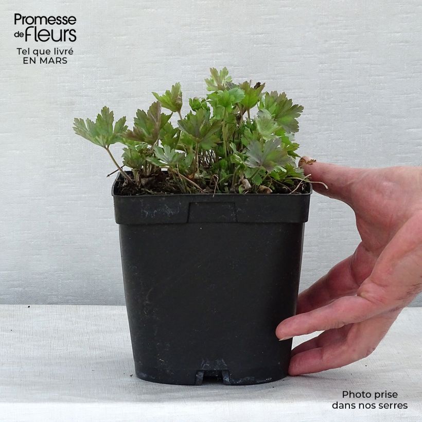 Anémone sauvage - Anemone sylvestris en pot de 2L/3L sample as delivered in winter