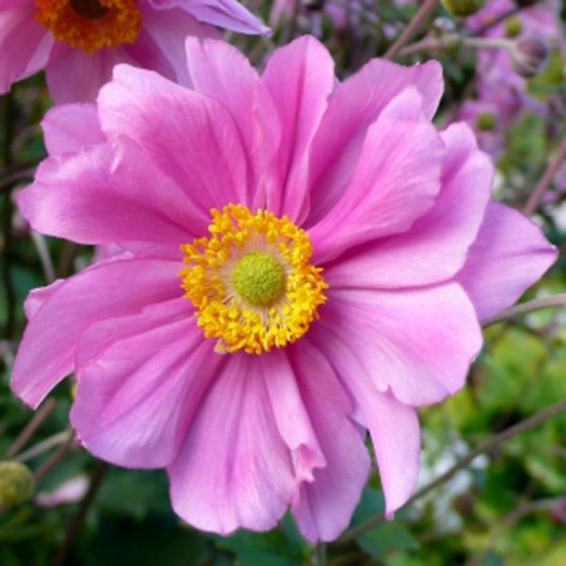Anemone hybrida Serenade (Flowering)