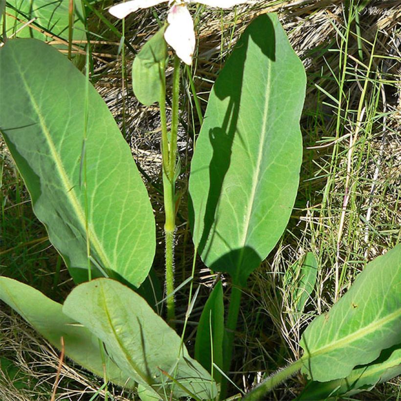 Anemopsis californica (Foliage)