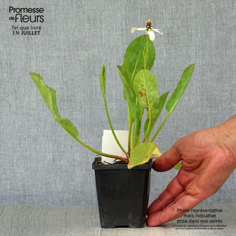 Anemopsis californica 8/9 cm pot sample as delivered in summer