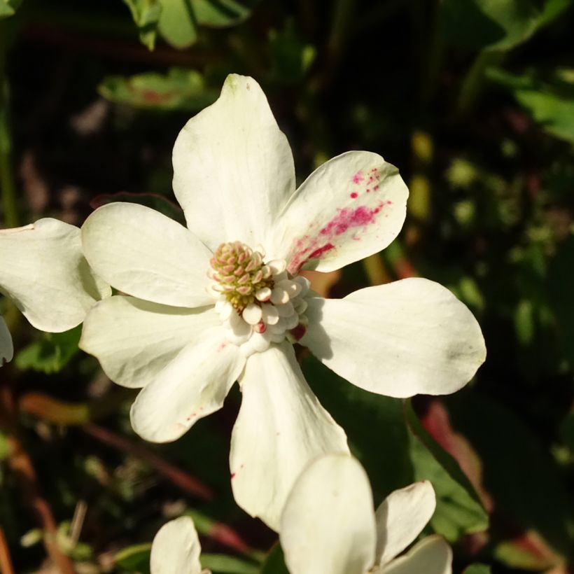 Anemopsis californica (Flowering)