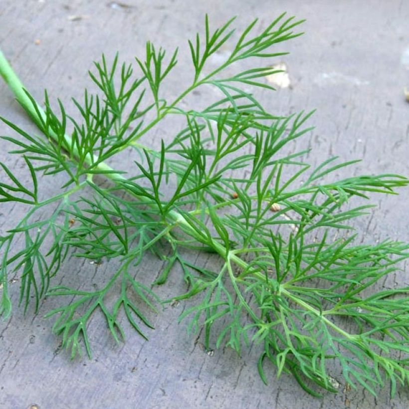 Organic Dill plants - Anethum graveolens (Foliage)