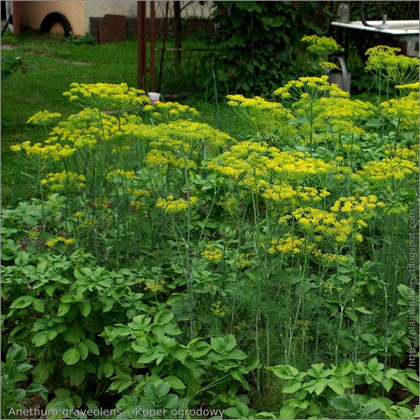 Organic Dill plants - Anethum graveolens (Plant habit)