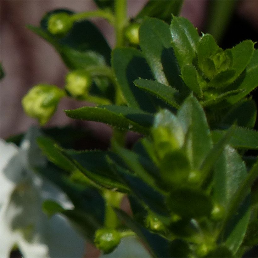 Angelonia angustifolia Angelface Carrara (Foliage)